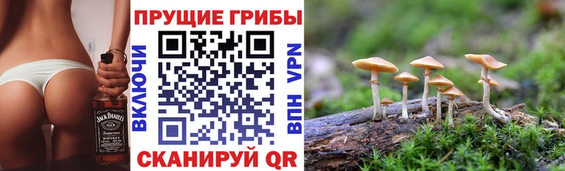 Псилоцибиновые грибы Cubensis  закладки  Чебоксары 